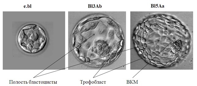 Эмбрион на стадии образования бластоциты